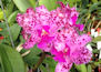 Cattleya Amethystoglossa, 4N-catt-amethystoglossa-4n-001-cu-jpg