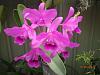 Another ID needed - possible Cattleya Guarianthe Bowringiana?-p3150528-jpg