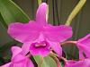 Another ID needed - possible Cattleya Guarianthe Bowringiana?-p3150529-jpg