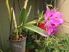 Another ID needed - possible Cattleya Guarianthe Bowringiana?-p3150532-jpg