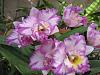 Ryc. (Blc) Picotee Passion 'Sunset Valley Orchids'-blcpicoteepassion-0190-002_small-jpg