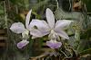 cattleya walkeriana coerulea &quot;cho jo&quot;-img_2208-jpg