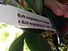 Questions about my bulbophyllum.-20140314_170043-jpg