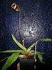 New Paph 'Pink Fred' (coch. cross)-20140316_new-pink-fred2-jpg