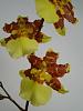 More orchids-flowers-013-jpg