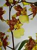 More orchids-wils-golden-afternoonrich-yellow010-jpg