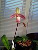 New Paph 'Pink Fred' (coch. cross)-20140319_pink-fred-paph-bloom-jpg