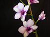 New NoID Dendrobium-dend-noid-1-5-jpg