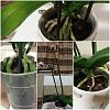 Brown surface on roots of phalaenopsis orchid-orchid-jpg