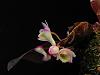 Dendrobium pseudolamellatum-dscn0269-jpg