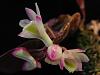 Dendrobium pseudolamellatum-dscn0279-jpg