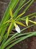 Encyclia bractescens First Bloom Seedling-bract2-jpg