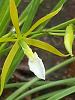 Encyclia bractescens First Bloom Seedling-bract3-jpg