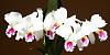 Cattleya mossiae reineckiana-img_5672_large-jpg