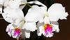 Cattleya mossiae reineckiana-img_5676_large-jpg