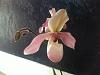 New Paph 'Pink Fred' (coch. cross)-paph-pink-fred-2nd-bloom-4-06-3-jpg