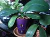 Turned an Orchid pot into a better Orchid pot!-pink-pirate-pot2-jpg