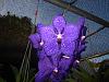 V. Pachara Delight 'Deep Blue'-img_0648-copy-jpg