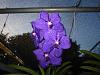 V. Pachara Delight 'Deep Blue'-img_0656-copy-jpg