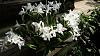 My blooming orchids~-dsc09389-jpg