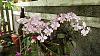 My blooming orchids~-dsc09380-jpg