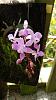 My blooming orchids~-dsc09383-jpg