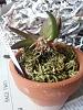 NEW! Tolumnia lucayana pink var. (Cuba)-20140409_143351-jpg