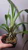 Cochleanthes x Pescatoria advice please-cochleanthes-jpg