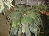 Stanhopea oculata-imagem-044-jpg