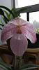 When to repot seedlings?-paph_wossner-jpg