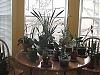 Than and Now-plant-collection-7_06-jpg