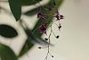 Lepanthopsis astrophora 'Stalky' in bloom again-lepanthopsis-astrophora-copy-jpg