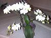 Help Identify 2 Orchids-img-20140416-00064-jpg