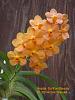 For comparison with  Ascda. Su-Fun Beauty 'Orange Belle'-ascda-su-fun-beauty-jpg