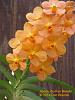 For comparison with  Ascda. Su-Fun Beauty 'Orange Belle'-ascda-su-fun-beauty-closer-jpg