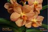 For comparison with  Ascda. Su-Fun Beauty 'Orange Belle'-ascoc-su-fun-beauty-2-jpg