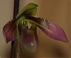 ...Or almost in bloom!-paph_apple_next-jpg