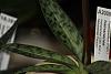 ...Or almost in bloom!-paph_apple_leaves-jpg