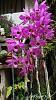 Dendrobium of my garden from Taiwan-neo15-jpg