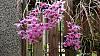 Dendrobium of my garden from Taiwan-neo38-jpg