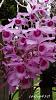 Dendrobium of my garden from Taiwan-neo39-jpg