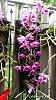 Dendrobium of my garden from Taiwan-neo13-jpg