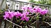 Dendrobium of my garden from Taiwan-neo14-jpg