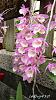 Dendrobium of my garden from Taiwan-neo17-jpg