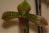 Paphs instead of moss...-paph_noid_pinkgreen2-jpg