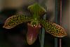 Paphs instead of moss...-paph_noid_pinkgreen-jpg