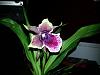 New: Zygopetalum? ZygoSepalum? Rhein Moonlight-zygosepalum-rhein-moonlight-jpg