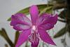 Laelia speciosa Peloric form &quot;hansel&quot;-img_2263-jpg