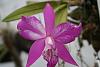 Laelia speciosa Peloric form &quot;hansel&quot;-img_2258-jpg