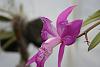 Laelia speciosa Peloric form &quot;hansel&quot;-img_2259-jpg